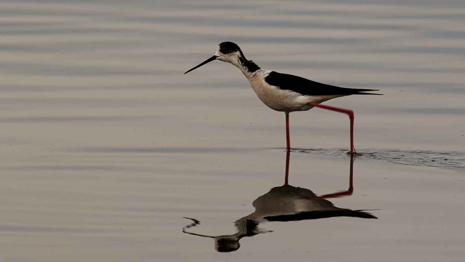 Black-winged Stilt